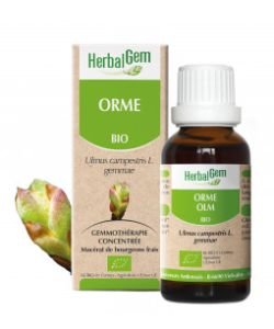 Orme (Ulmus Campestris) bourgeon BIO, 15 ml